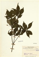 藏品(疏果海桐)的圖片